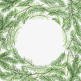 框架的冷杉的树枝