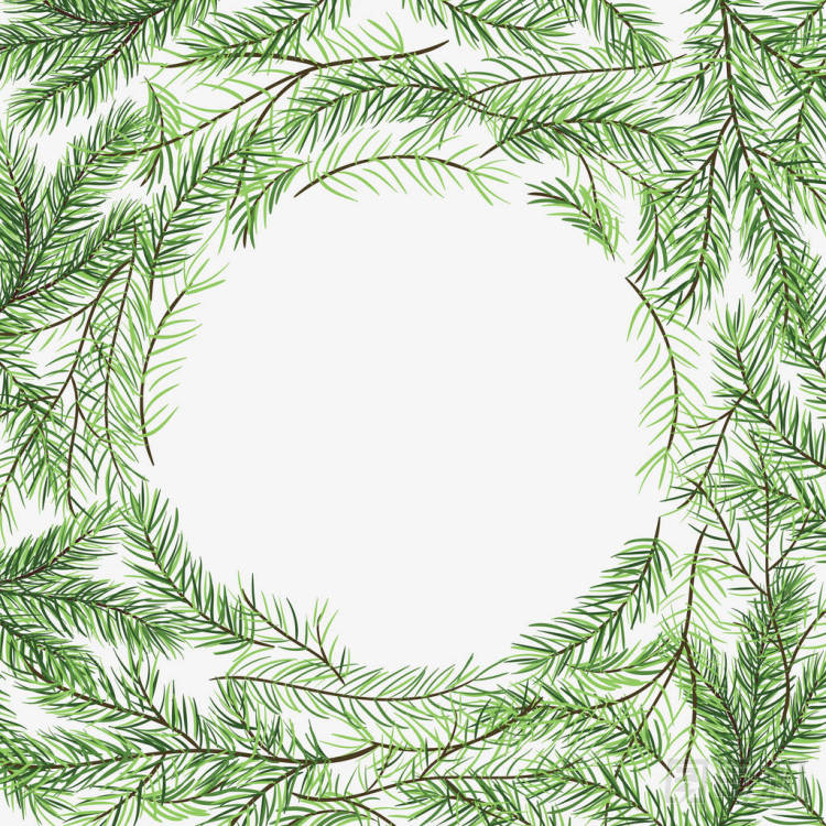 框架的冷杉的樹枝