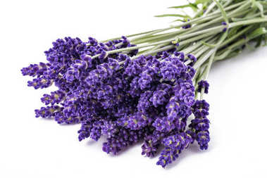 薰衣草鲜花束图片