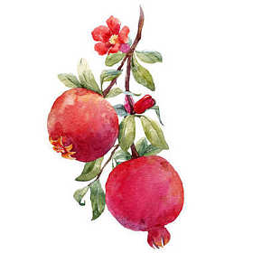 石榴果实分支照片