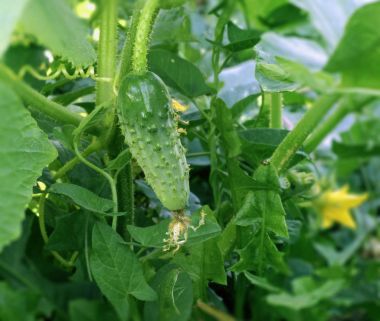 綠色的成熟 cucucmber