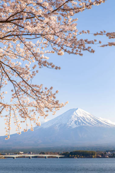 櫻花的櫻花開花和遠處的富士山 