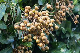 在泰国北部的龙眼果实