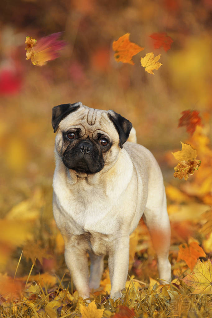 米色的帕格站在秋天葉子