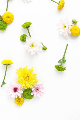 不同菊花制成的花纹