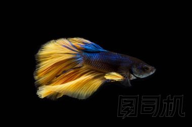 美麗的斗魚、 暹羅斗魚或斗魚芨芨草(