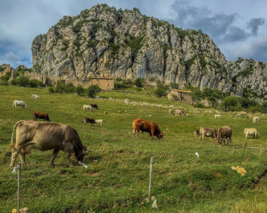 西班牙山與牛