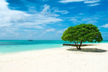 美麗的風(fēng)景與熱帶樹(shù)在海灘的印度洋, 馬爾代夫