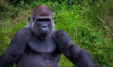 大猩猩在草中休息