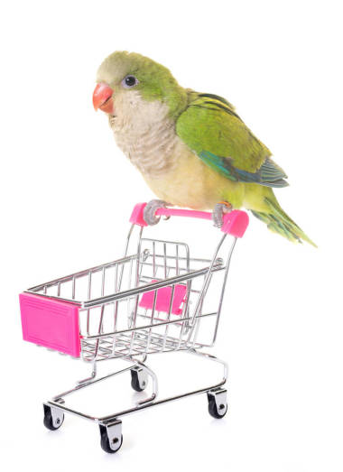 和尚鸚鵡在工作室圖片