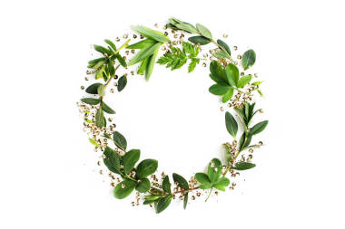 框架的綠色的樹葉