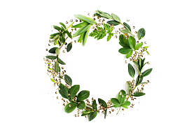 框架的绿色的树叶