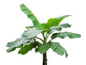 香蕉树被隔离在白色背景上