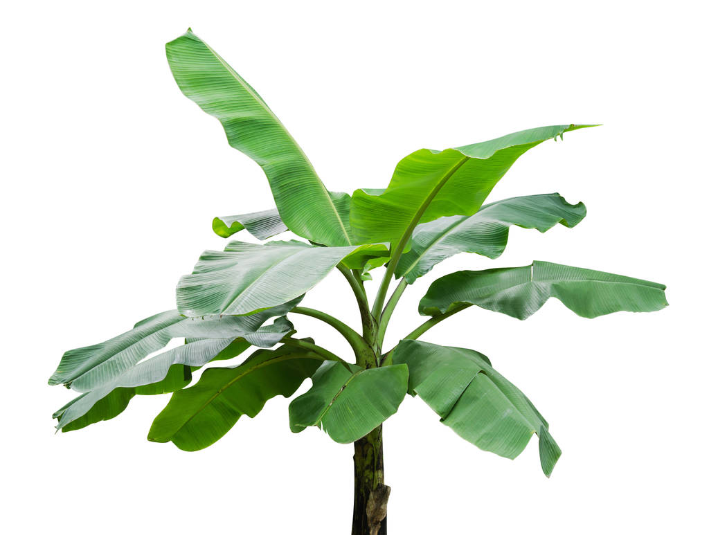 香蕉树被隔离在白色背景上