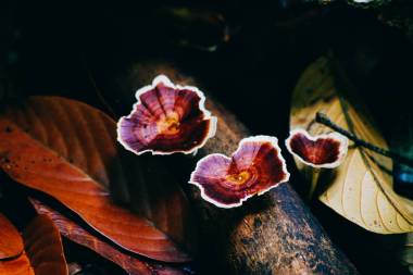 列希蘑菇上一塊舊的木頭在婆羅洲熱帶雨林