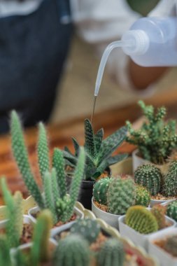 亞洲女孩在鍋里澆小仙人掌的特寫