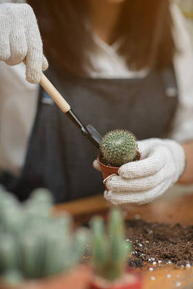 在花盆里种植的小仙人球的肖像年轻亚洲女孩