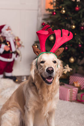 鹿角的金毛猎犬图片