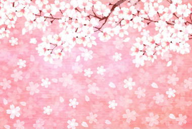 櫻花新年卡背景春天背景