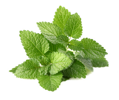 新鮮梅麗莎圖片