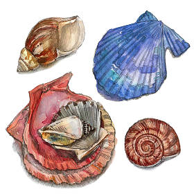 组的海贝壳。水彩插图图片