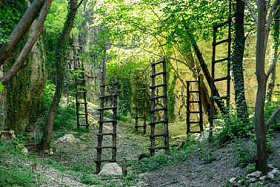 在热带森林的木梯图片