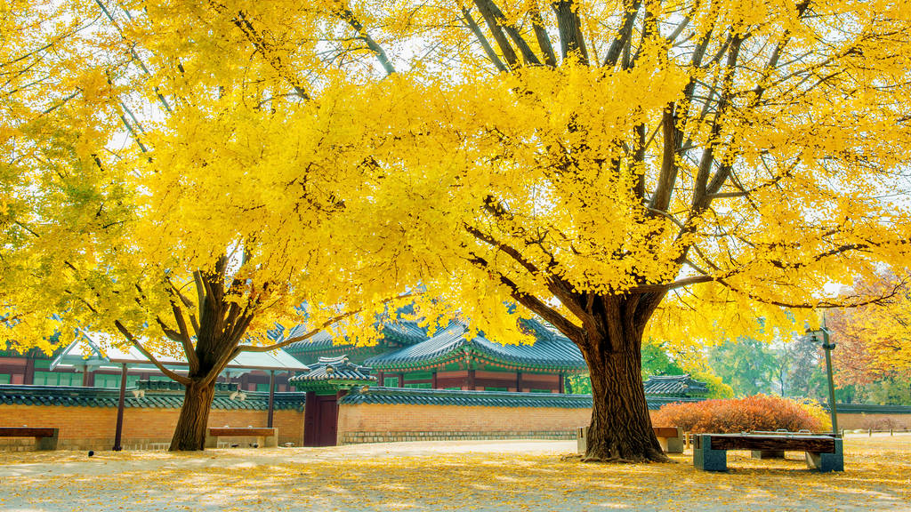 秋天在韩国景福宫