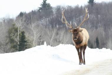 在魁北克的鹿。加拿大，北美地区
