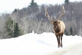 在魁北克的鹿。加拿大，北美地区