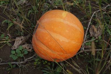 小可愛(ài)的南瓜，在南瓜大堆圖片