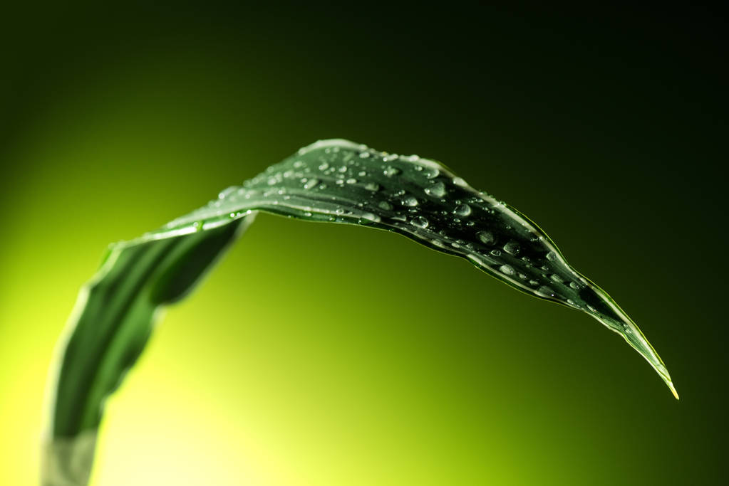 植物叶片用水下降图片