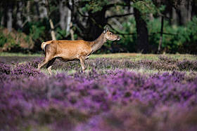 鹿站在高沼地图片