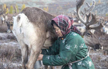 Tsaatan 女人擠奶馴鹿