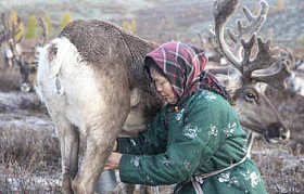 Tsaatan 女人挤奶驯鹿