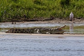 尼罗河上的鳄鱼图片