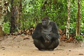 绿色草原上濒临灭绝的东部大猩猩雄性银背大猩猩白令海大猩猩非洲稀有动物