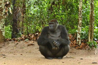 绿色草原上濒临灭绝的东部大猩猩雄性银背大猩猩白令海大猩猩非洲稀有动物 绿色草原上濒临灭绝的东部大猩猩雄性银背大猩猩白令海大猩猩非洲稀有动物