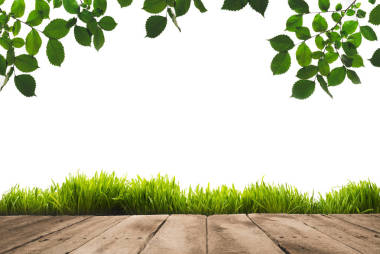 綠色的樹葉、 草皮和木板