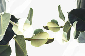 二次曝光的植物图片