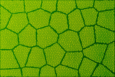 显微镜下的叶照片