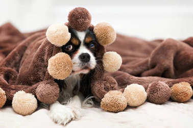 一只狗的肖像照片