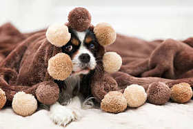 一只狗的肖像照片