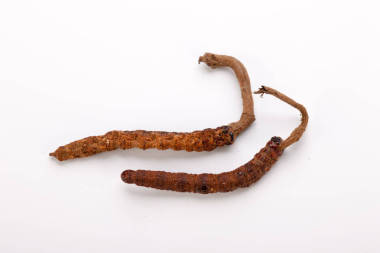 蟲草鱉冬蟲夏草被 Yarsagumba 喜馬拉雅金尼泊爾分離