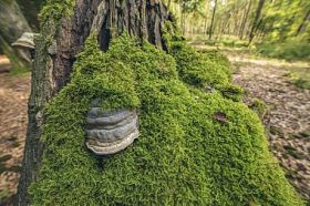 真菌和苔藓在树桩上图片