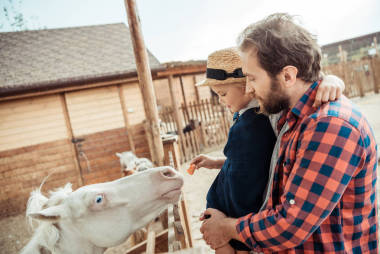 在動(dòng)物園里的家庭喂養(yǎng)小馬
