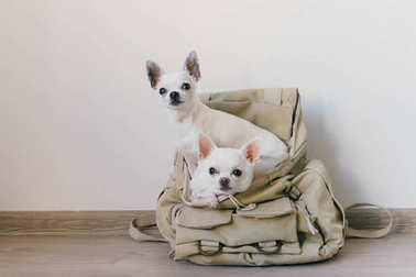 兩個吉娃娃小狗坐在口袋里的時髦帆布背包，滑稽的臉和尋找不同的方法。狗的旅行。舒適放松。度假的寵物。在家里躺在一起的動物家庭