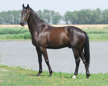 年輕的暗棕色 trakehner 馬