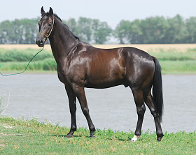年轻的暗棕色 trakehner 马
