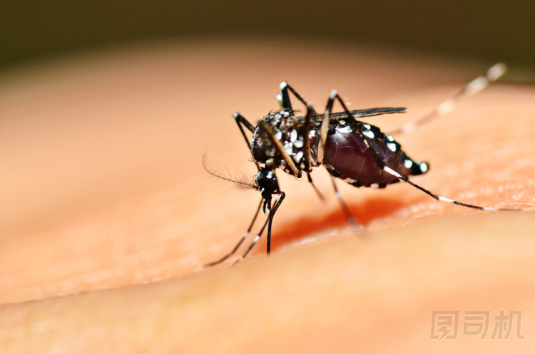 白紋伊蚊的蚊子吸
