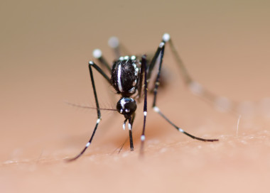 白紋伊蚊的蚊子